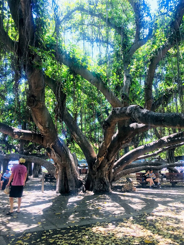 🏵️zpot Lahaina Harbor